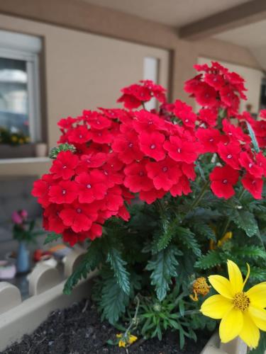 a bunch of red flowers in a vase with a yellow flower at Apartman Jela in Nova Varoš