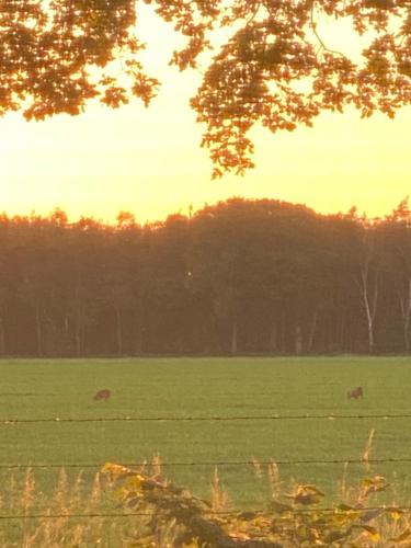 a group of animals grazing in a green field at Chalet de kleine Eekhoorn in Lage Mierde