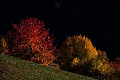 a group of trees on a hill at night at Appartment Kirch Neuhaus in Laion