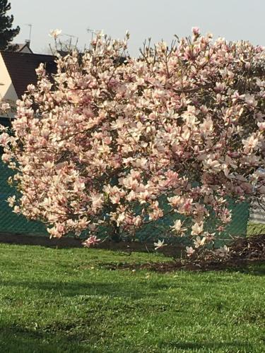 a tree full of pink flowers in a yard at JARDIN DE CAMPAGNE in Ully-Saint-Georges