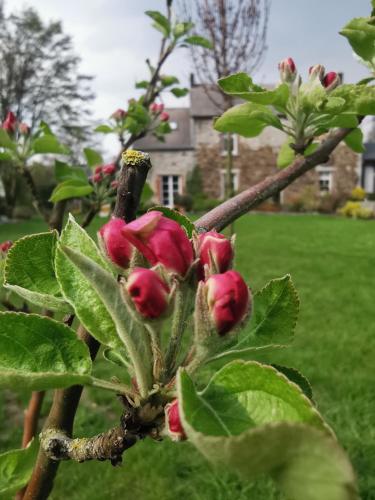 a branch of a tree with red flowers on it at La Majolique in Namur