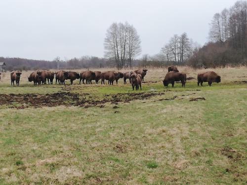 a herd of brown cows grazing in a field at Apartamenty Pod Magnolią in Białowieża