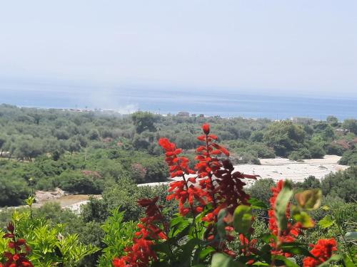 a view from the top of a mountain with red flowers at Albert Guest House in Borsh