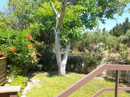 a tree in the middle of a garden at Diogenis Villa in Argostoli
