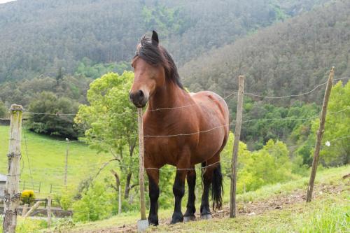 a brown horse standing behind a barbed wire fence at Apartamentos Rurales Casa Llongo in Coaña