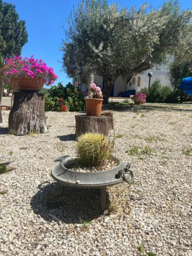 a garden with potted plants on a stump at La casa di Gioggiò in Ioppolo Giancaxio