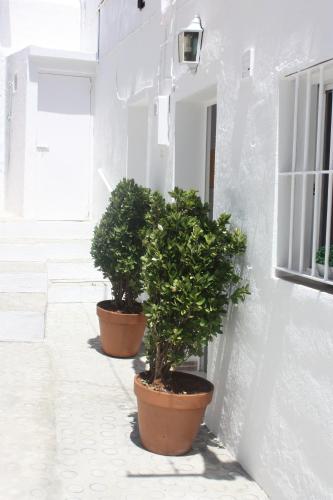 two potted trees sitting on the side of a building at La Moradita in Vejer de la Frontera