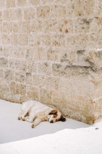 Haustiere von Gästen der Unterkunft Masseria Garrappa