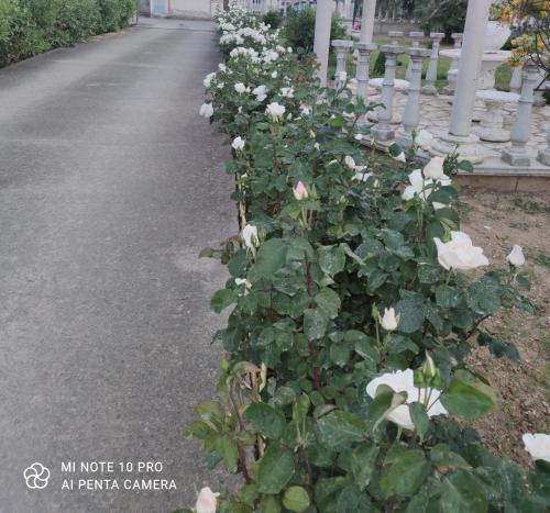 una fila de rosas blancas creciendo junto a una valla en La Casa Delle Rose 2 en Giba
