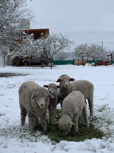 a group of three sheep standing in the snow at Posada La Candelaria in Cosquín