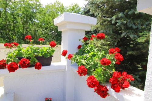 a white fence with red geranium flowers on it at Šumski raj in Subotica