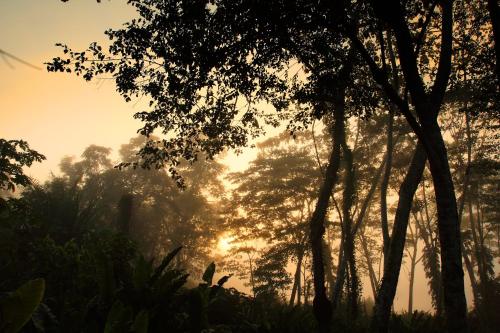 a misty forest with trees at sunset at Wasai Tambopata Lodge in Tambopata