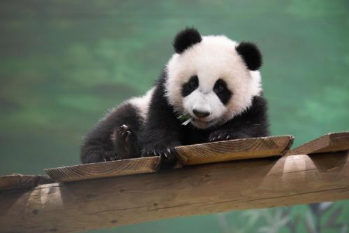 a panda bear sitting on top of a wooden beam at B & B De Elsterberg in Elst