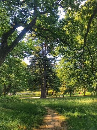 a dirt road through a park with trees at Кайзервальд Клуб in Karpaty