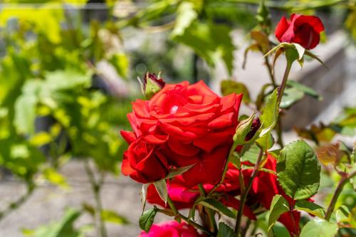 a group of red roses in a garden at Apartments Kazo in Dubrovnik