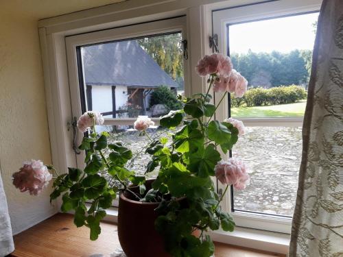 a potted plant sitting in front of a window at Brösarp Källagården Stora Gårdslägenheten in Brösarp