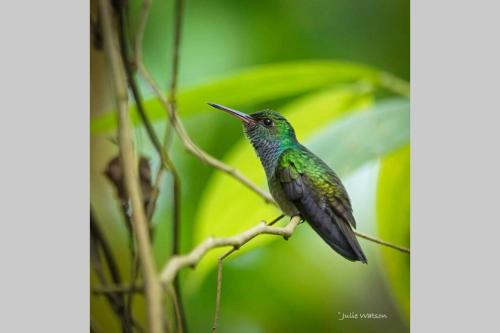 a hummingbird sitting on a tree branch at Caoni Riverside Suites - Birders Paradise by the river, Ecuadorian Chocó in Puerto Quito