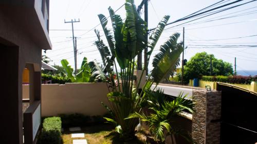 a large plant in a yard next to a building at Sunset Nabro in St Mary