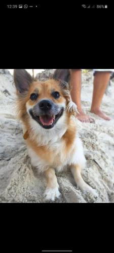 a dog sitting on the beach with its mouth open at Hotel Pousada Summer Way in Aquiraz