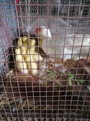 a cage full of birds sitting on a table at Fattoria di Rigone in Coltavolino