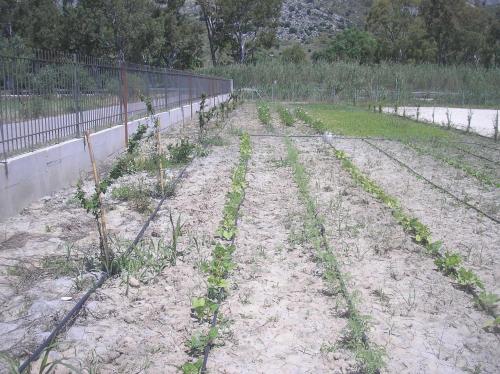 a garden with plants growing in a field at Kryoneri village in Kryonéri
