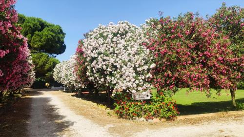 a row of flowering trees with pink and white flowers at Is Benas Country Lodge in San Vero Milis