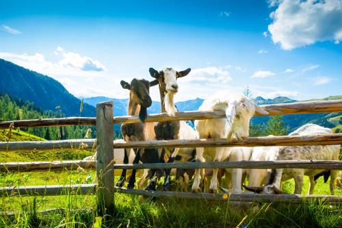 Tiere in der Ferienwohnung oder in der Nähe