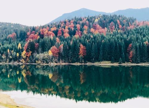 a reflection of a forest in the water at Chalet du Lac in Colibiţa