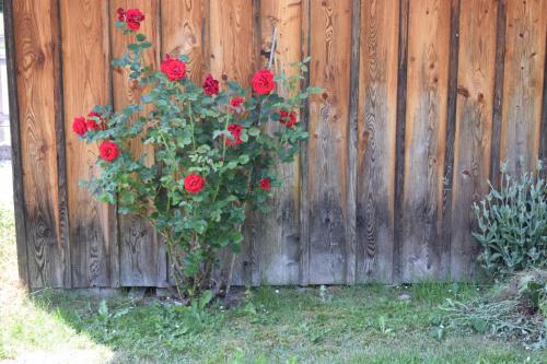 a bush of red roses hanging on a wooden fence at Frühstückspension Josefinum in Bad Aussee