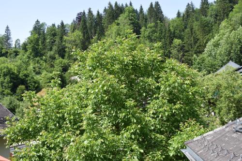 an overhead view of a tree on top of a house at Frühstückspension Josefinum in Bad Aussee