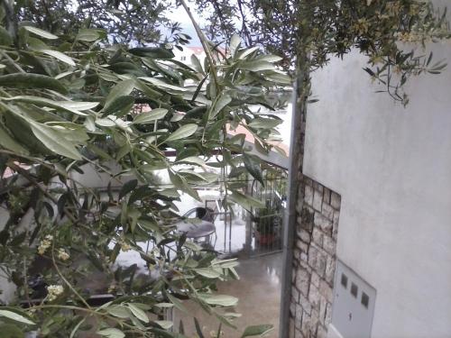 a tree in front of a white building with a window at Apartments Laura in Blace
