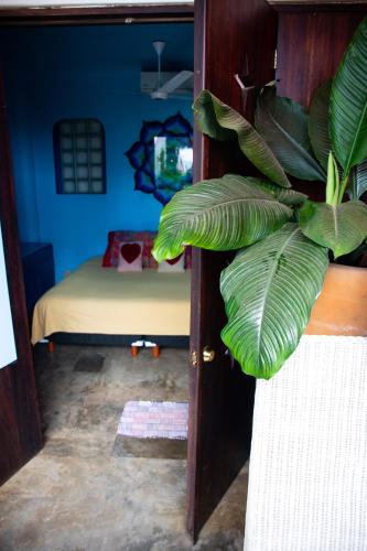 a plant in a room with a room with a bed at Casa Love in Sayulita