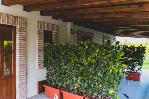 Κήπος έξω από το Il Limoneto Rooms