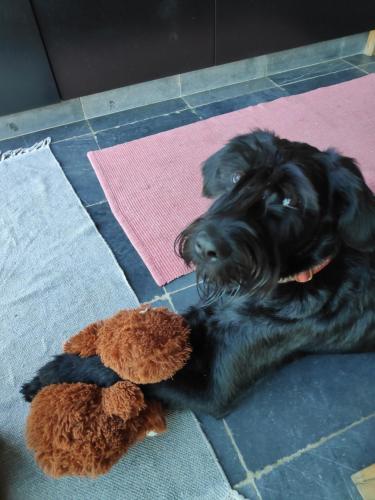 a black dog laying on the floor with a teddy bear at B&B Art.14 in Morkhoven