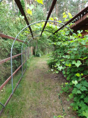 a garden with a fence and some plants at Brązowy Domek - Tleń, Bory Tucholskie in Tleń