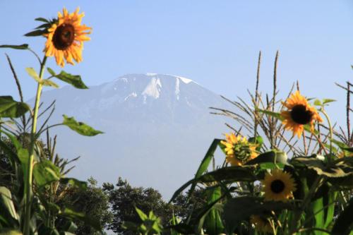 a group of sunflowers with a mountain in the background at Kaliwa Lodge in Moshi