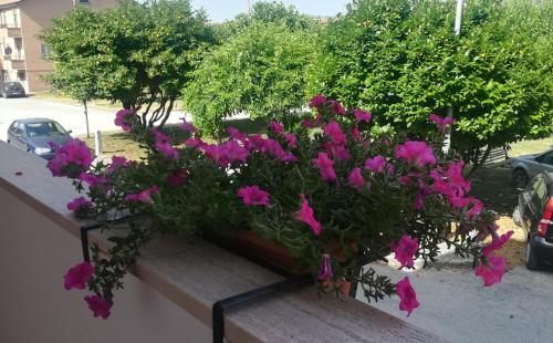 a pot of pink flowers sitting on a ledge at Affittacamere Giada in Gubbio