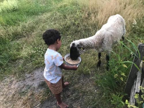 a young boy is feeding a sheep in a field at Namelis nr 1 Adelės sodyba in Sturmai