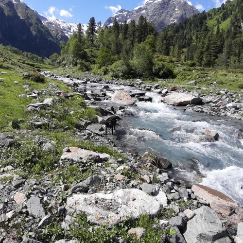 a dog standing on the rocks in a river at Appartement Au in Oberperfuss