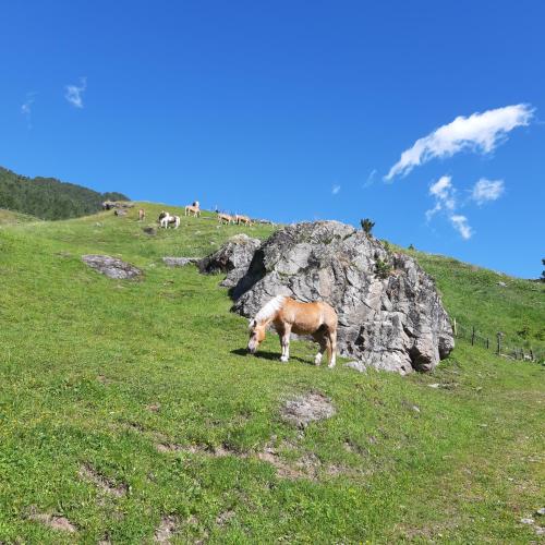 a horse grazing in a field next to a large rock at Appartement Au in Oberperfuss