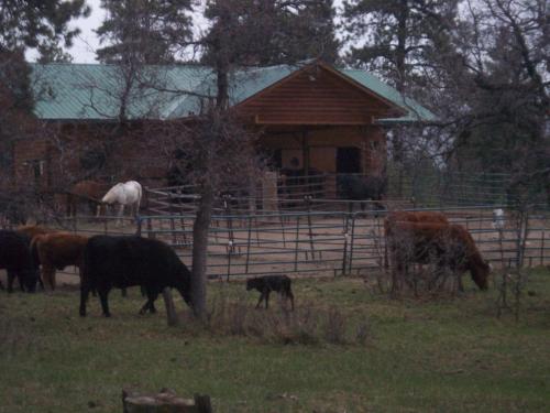 a group of cows grazing in a field near a barn at Elktrace Bed and Breakfast in Pagosa Springs