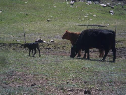 two cows and a dog grazing in a field at Elktrace Bed and Breakfast in Pagosa Springs