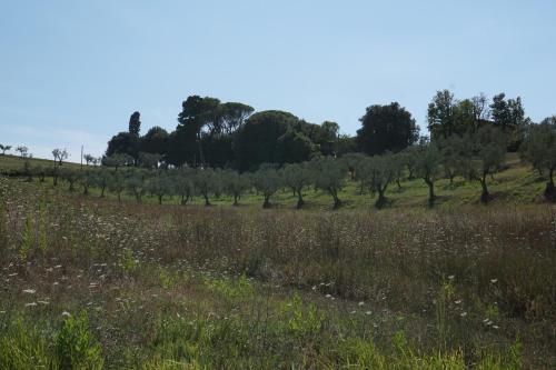 a field of grass with trees in the background at Agriturismo Cheloni in Guasticce