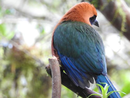 a colorful bird sitting on a tree branch at Biohostal Mindo Cloud Forest in Mindo