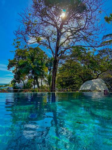 a tree in the middle of a body of water at Hotel Santa Catalina Panamá in Santa Catalina