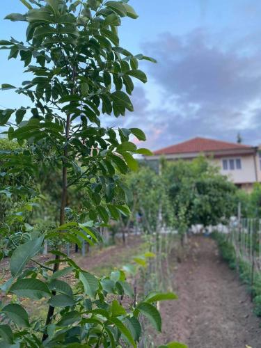 a field of trees with a house in the background at Bujtina Gjyshi Ilo in Pogradec