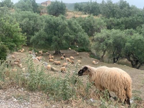 Gallery image of Shkolla Hostel & Camping in Vuno
