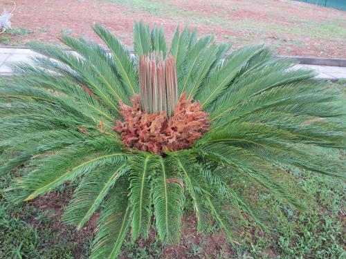 a palm tree in the middle of a yard at il Riccio B&B in Ortona