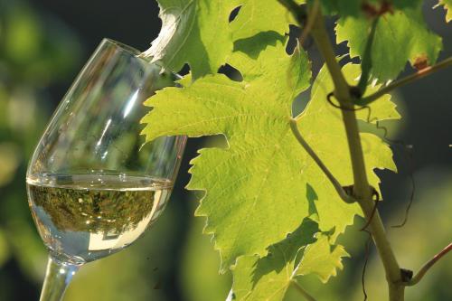a glass of white wine next to a plant at Weingut Rosenbaum in Briedel