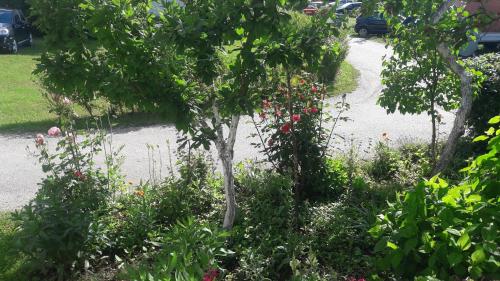 a garden with a tree and flowers on a sidewalk at Smeštaj Stanojević in Pribojska Banja